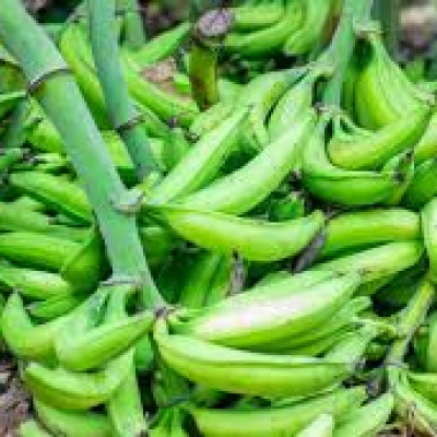 Unripe Plantain 1kg 3/4/5 Pieces