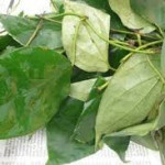 Fresh Uziza Leaves 100g